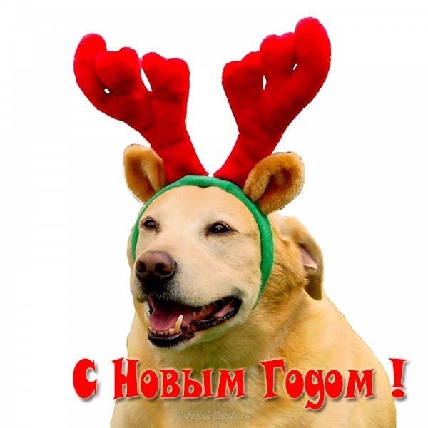 Новогоднее фото