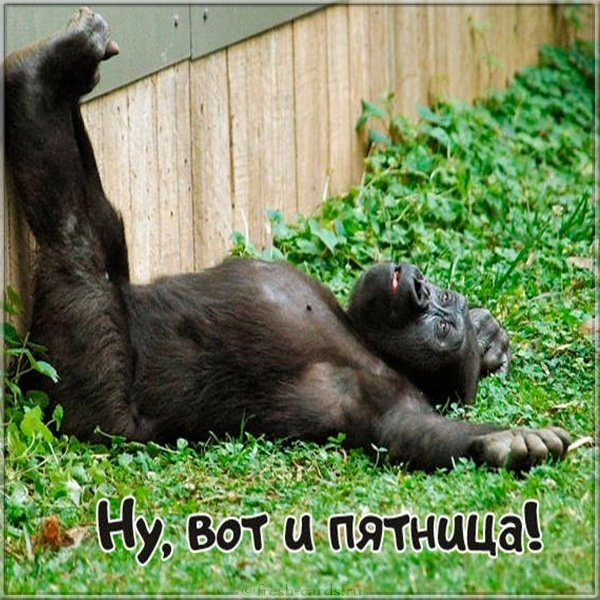 Ну вот и пятница картинка прикольная смешная
