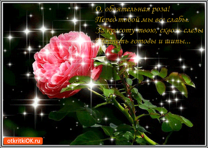 Обаятельная роза для тебя