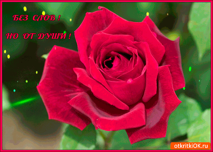 От души без слов роза для тебя