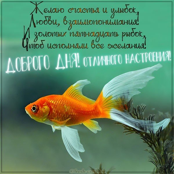 Открытка доброго дня отличного настроения мужчине