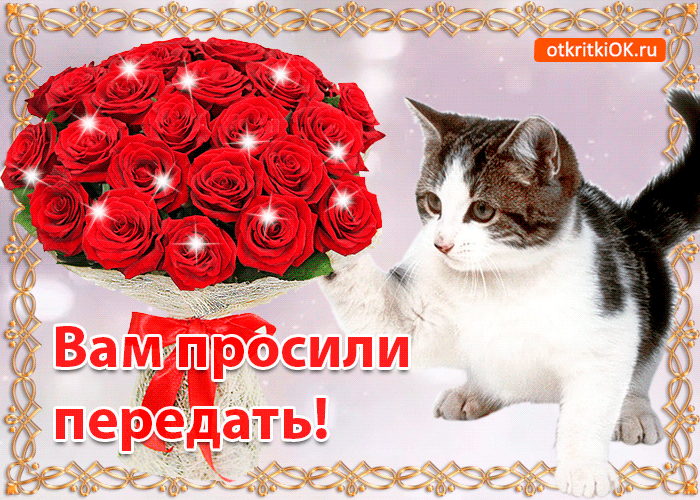 Открытка Кот и Розы