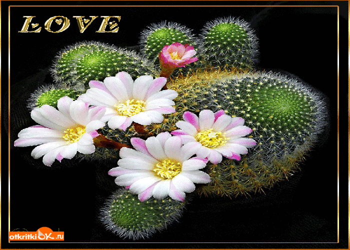 Открытка love