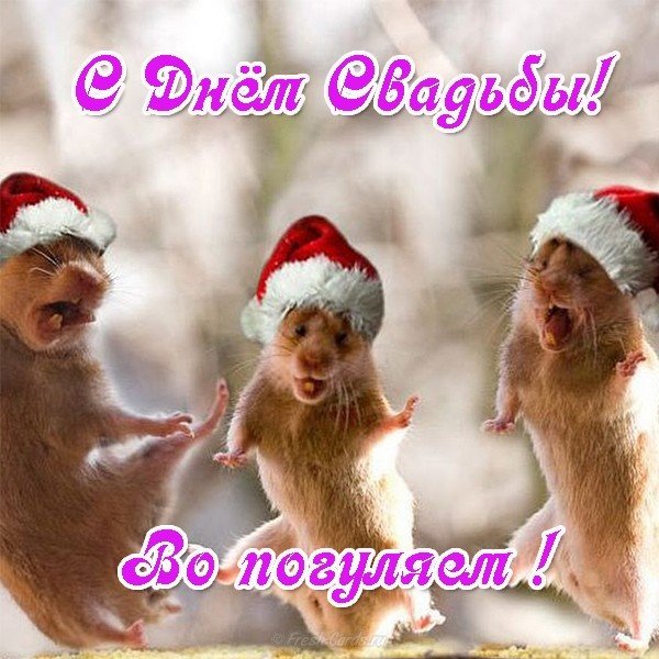 Открытка на свадьбу прикольная