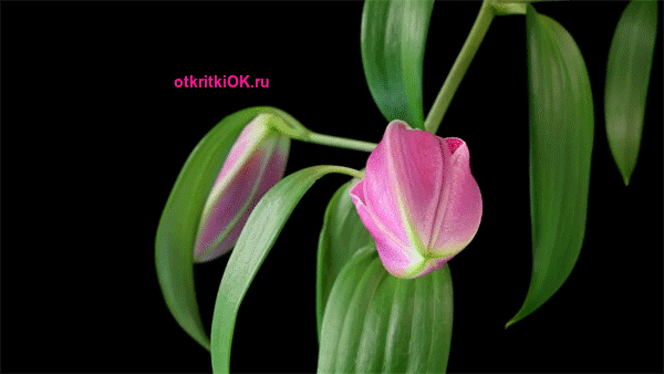 Открытка онлайн
