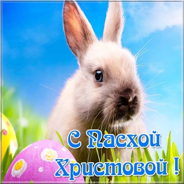 Открытка Пасхальный кролик
