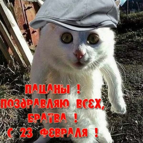 Открытка поздравление с 23 февраля прикольная смешная