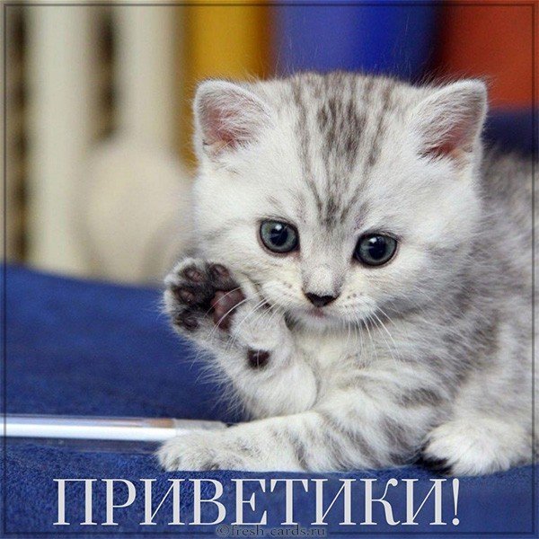 Открытка приветики