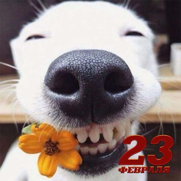 Открытка с 23 февраля с юмором картинка