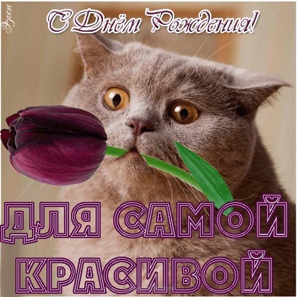 Открытка с днем рождения девушке прикольная