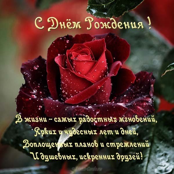 Открытка с днем рождения мужчине роза