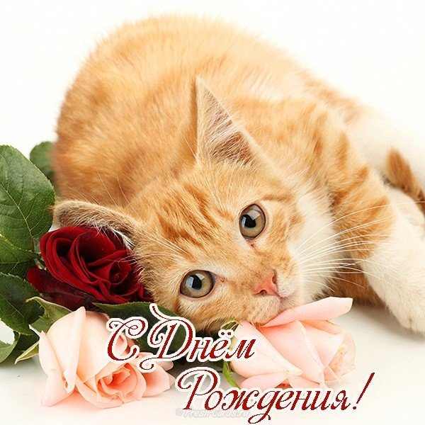 Открытка с днем рождения с котенком фото