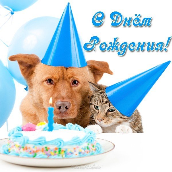 Открытка с днем рождения с животными
