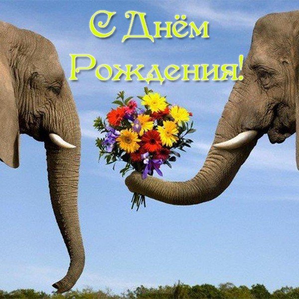 Открытка с днем рождения со слоном