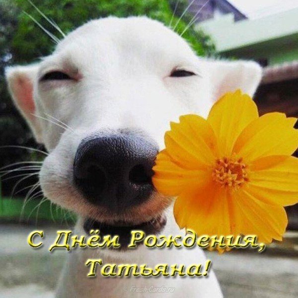 Открытка с днем рождения Татьяне прикольная