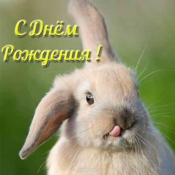 Открытка с днем рождения зайчик