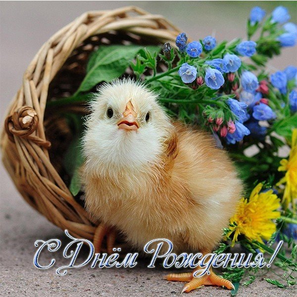 Открытка с днем рождения животные