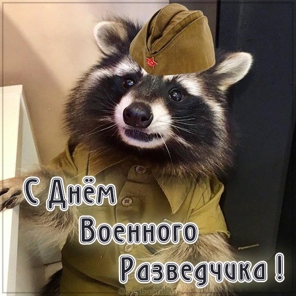 Открытка с днем военного разведчика с енотом
