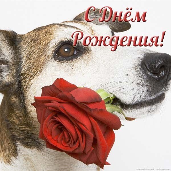Открытка с днём рождения женщине короткая