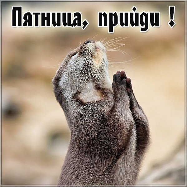 Открытка с пятницей с животными