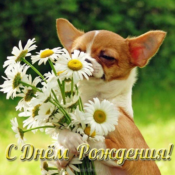 Открытка с собаками на день рождения