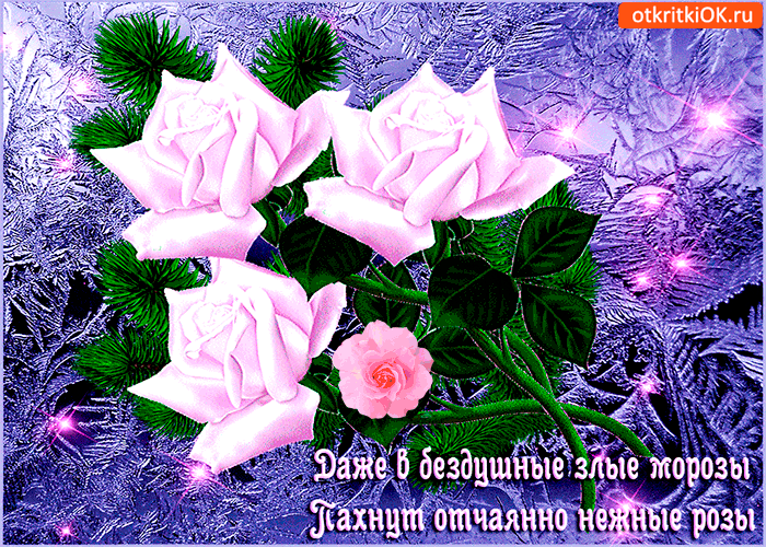 Пахнут нежные розы