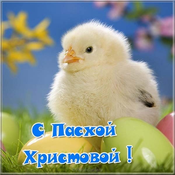 Пасхальная открытка яйцо цыпленок