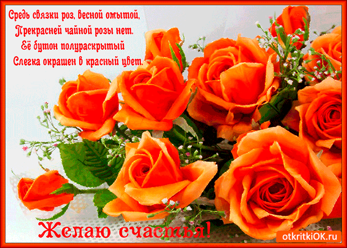 Прекрасней чайной розы нет