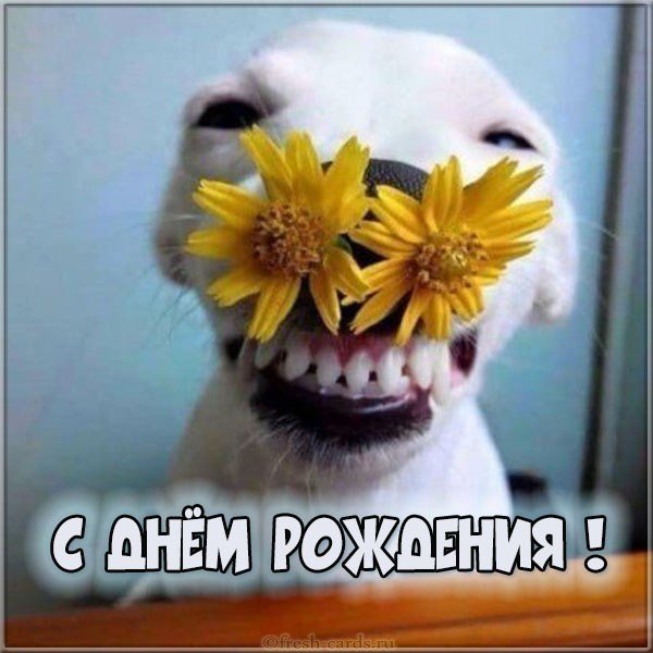 Прикольная бесплатная картинка на день рождения