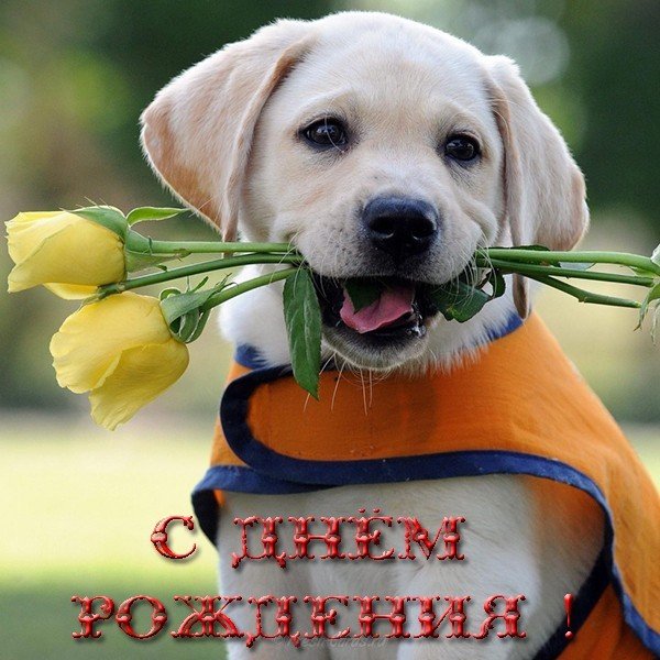Прикольная открытка с днём рождения для девушки