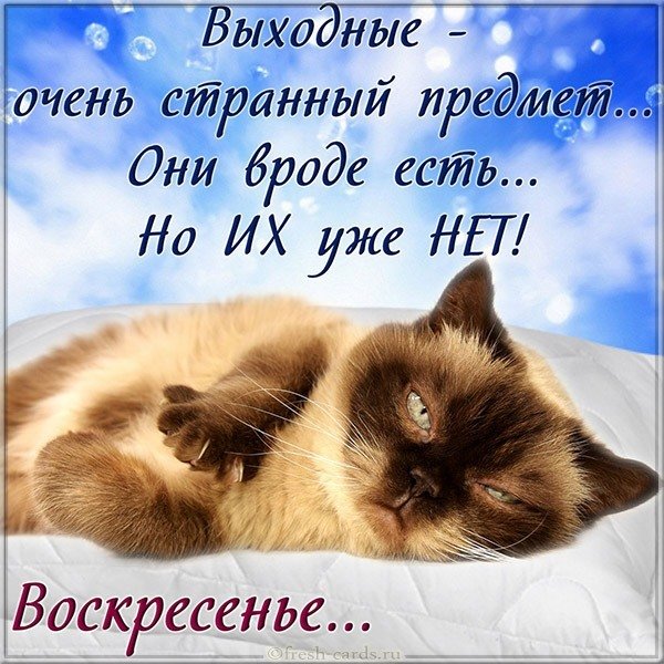 Прикольная воскресная открытка