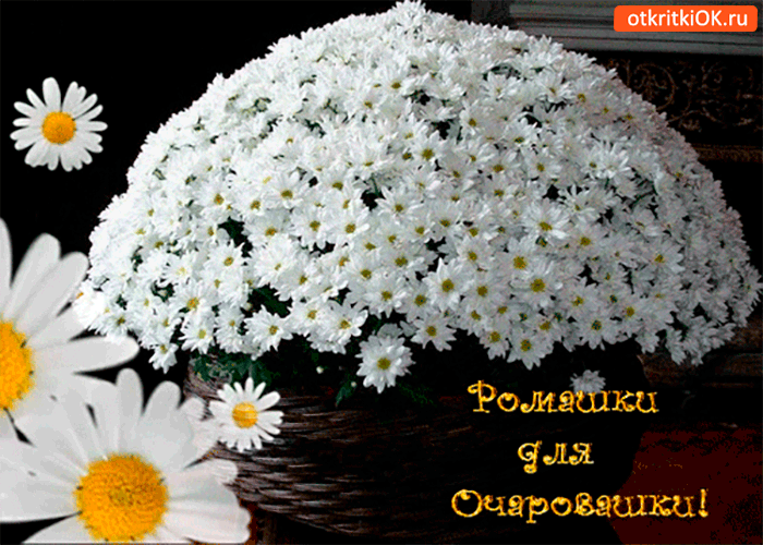 Ромашки для очаровашки