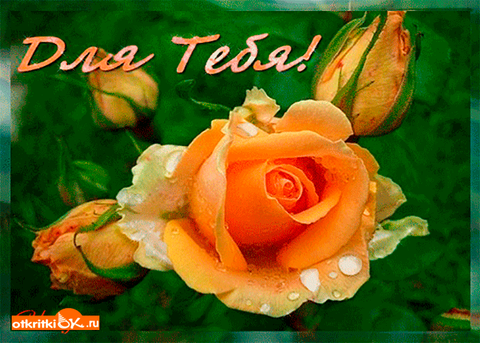 Роза для тебя