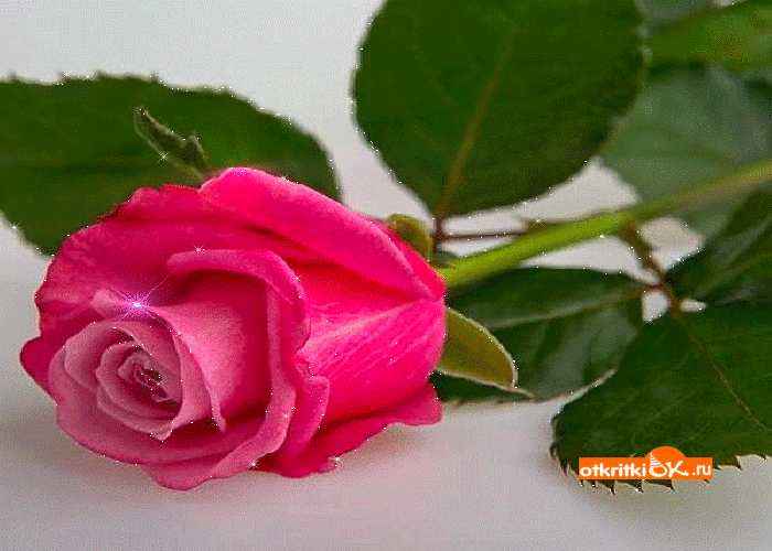 Роза gif