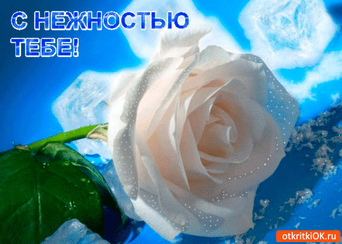 Роза с нежностью тебе