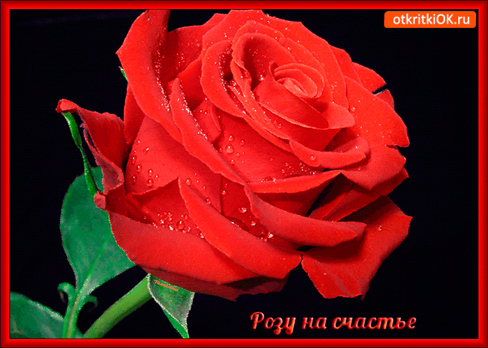 Розу красивую тебе на счастье