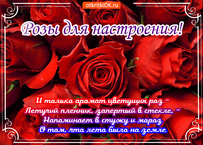 Розы Для Настроения