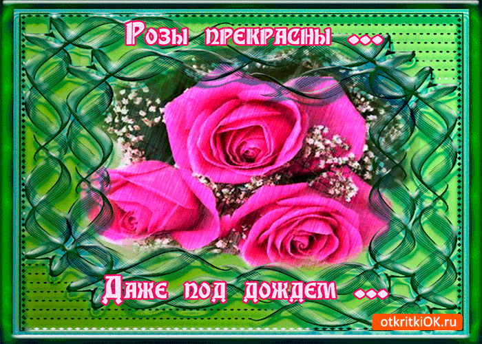 Розы прекрасны даже под дождём