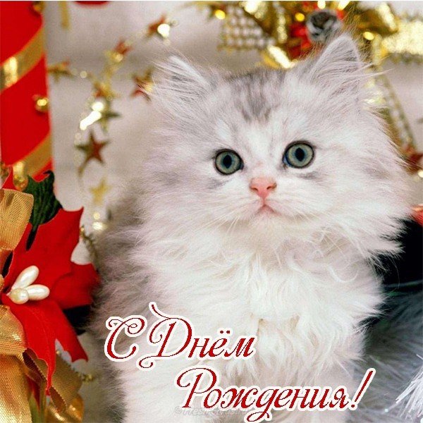 С днем рождения котенок открытка