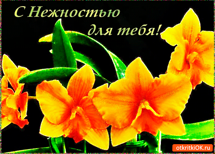 С нежностью для тебя цветы С нежностью для тебя цветы