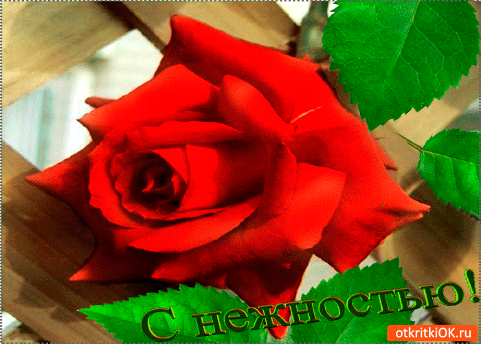 С нежностью роза для тебя