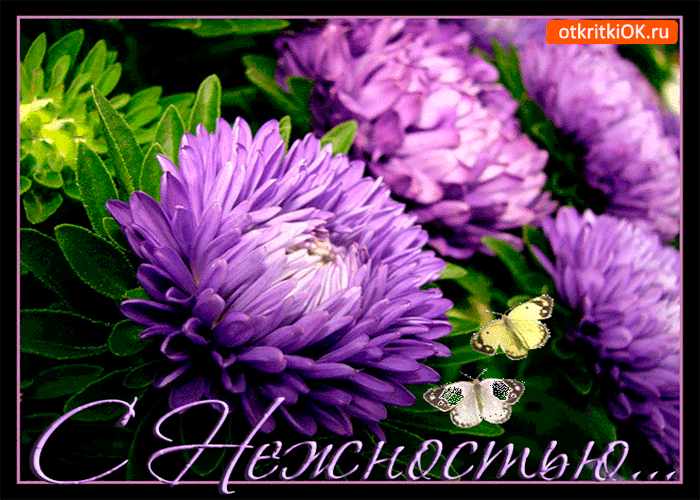 С нежностью тебе хризантемы
