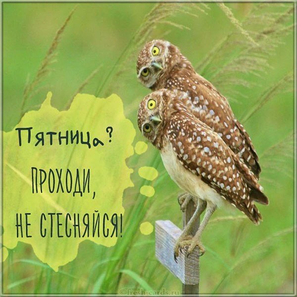 С пятницей картинка смешная бесплатно