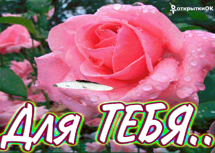 Самая красивая роза открытка