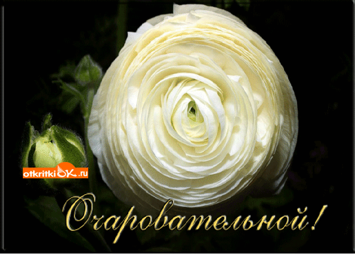 Самой очаровательной женщине