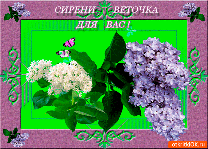 Сирени веточка для вас