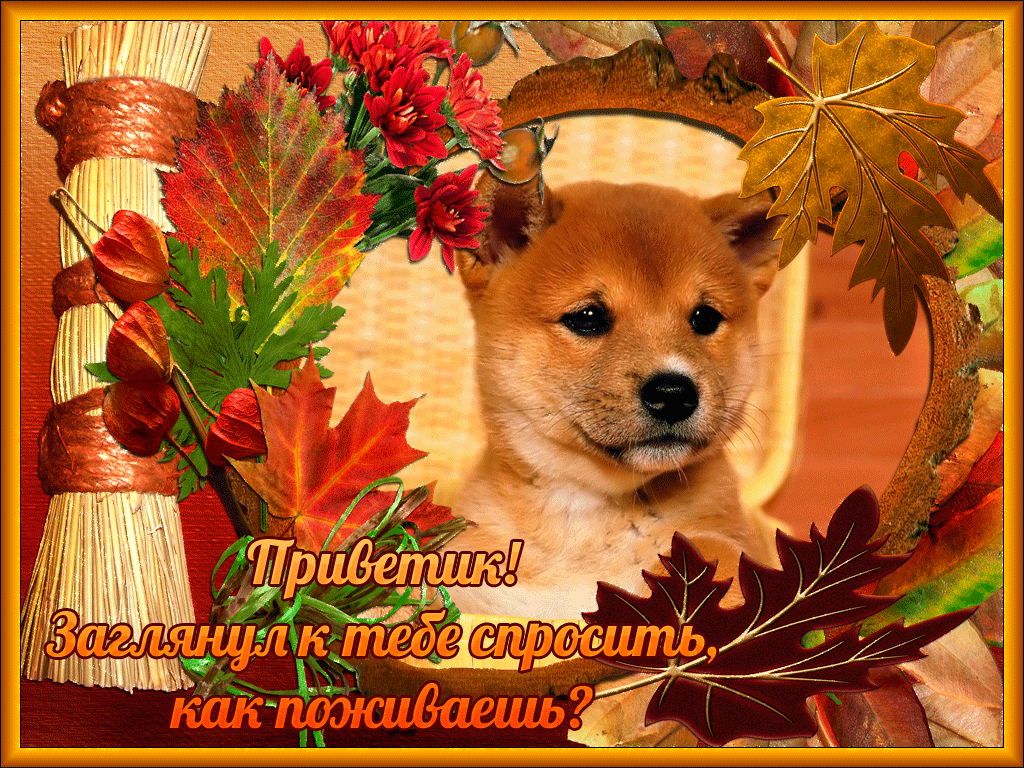 Собачка 