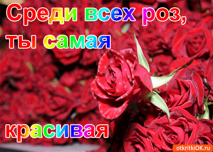 Среди всех роз, ты самая красивая!
