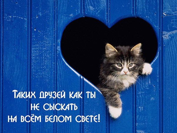Таких друзей как ты не сыскать