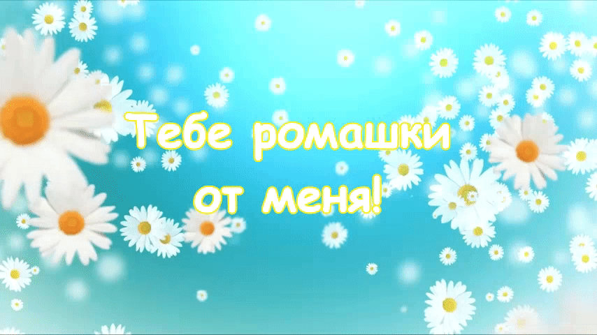 Тебе ромашки от меня!